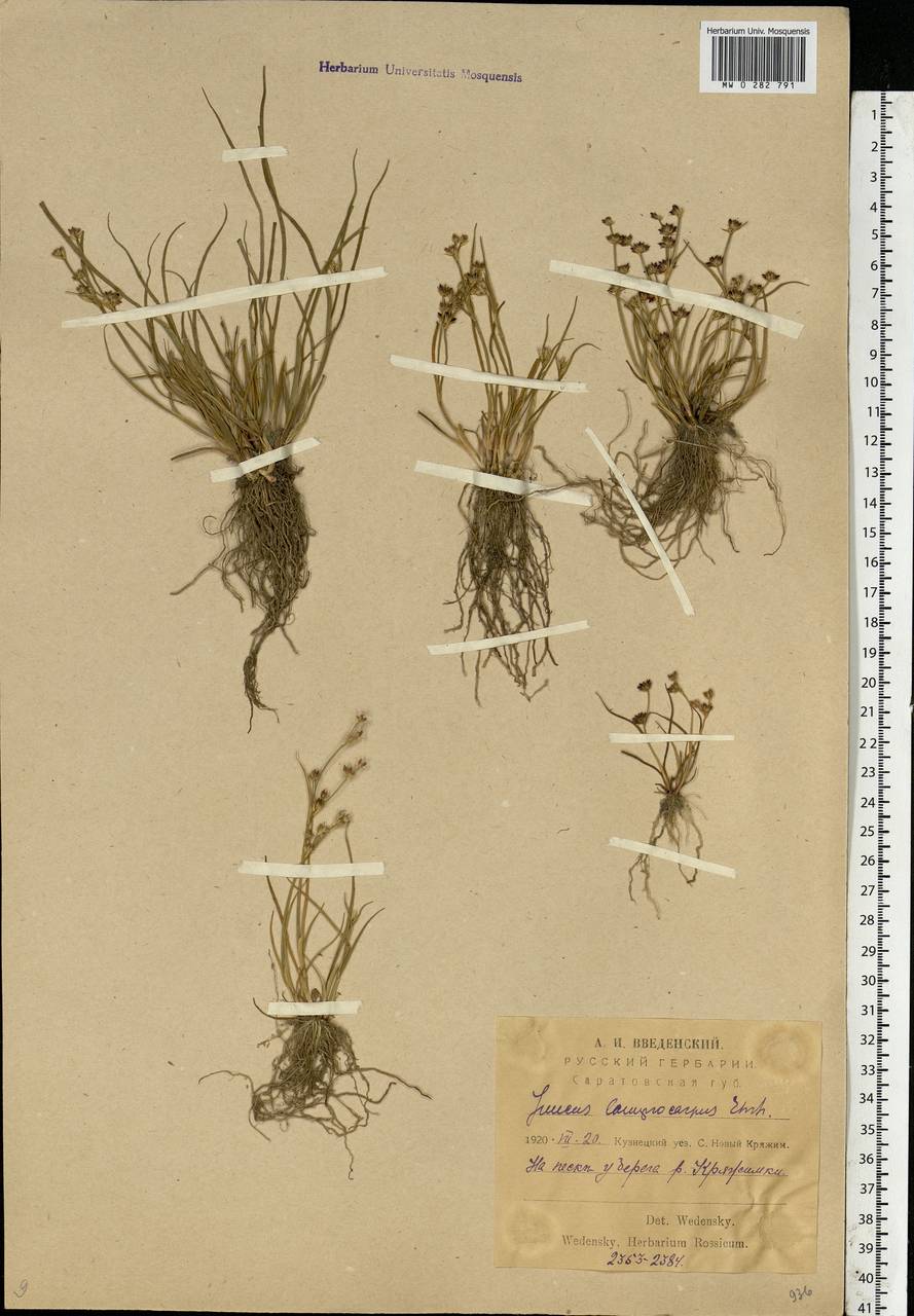 Juncus articulatus L., Eastern Europe, Middle Volga region (E8) (Russia)