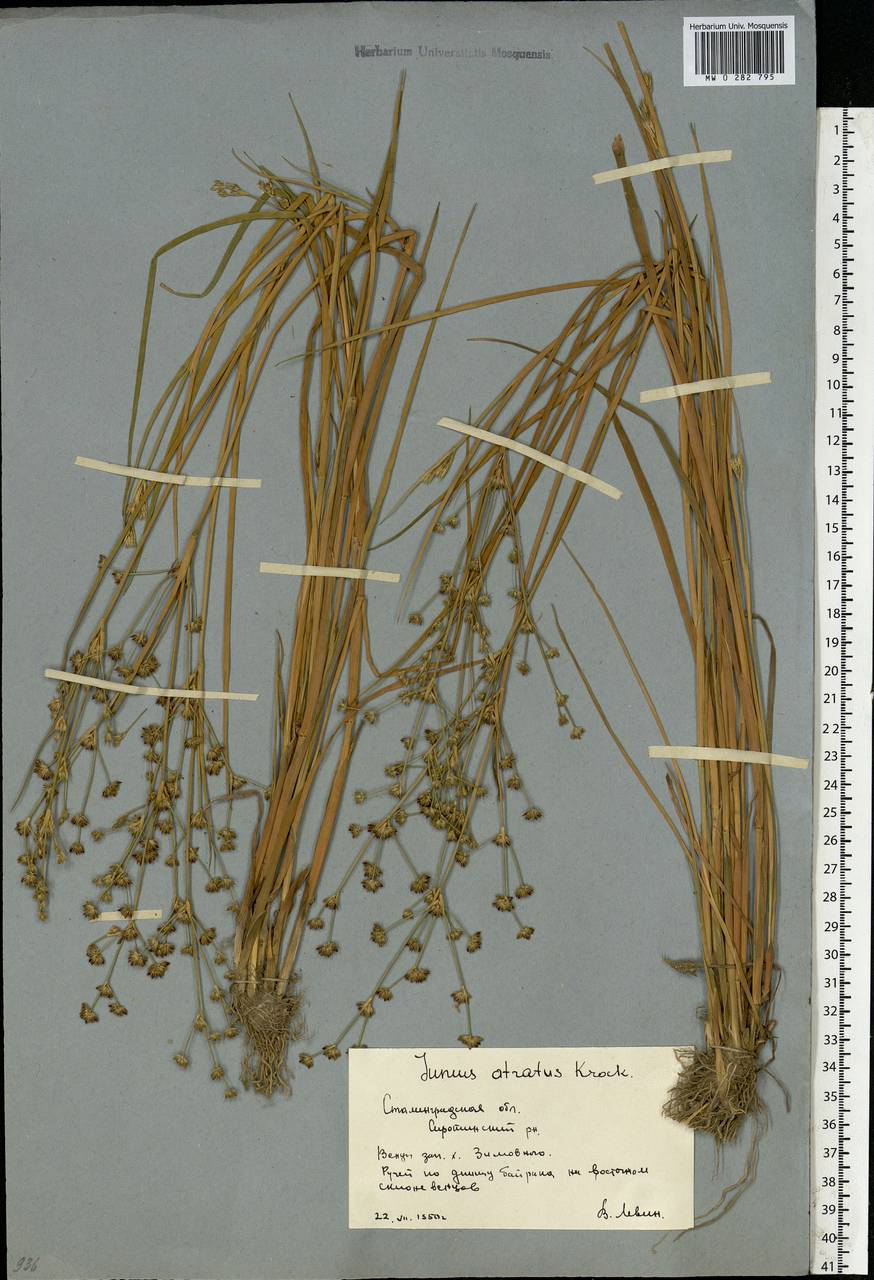 Juncus articulatus L., Eastern Europe, Lower Volga region (E9) (Russia)