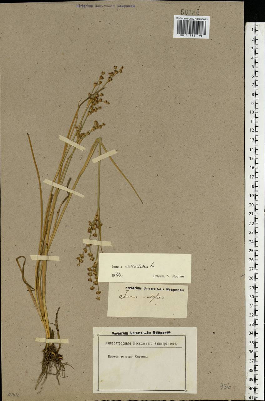 Juncus articulatus L., Eastern Europe, Lower Volga region (E9) (Russia)