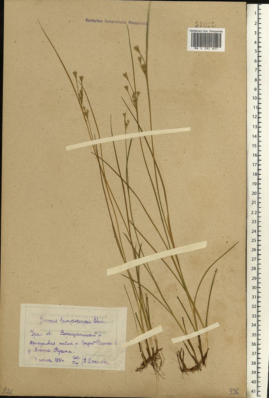 Juncus articulatus L., Eastern Europe, Eastern region (E10) (Russia)