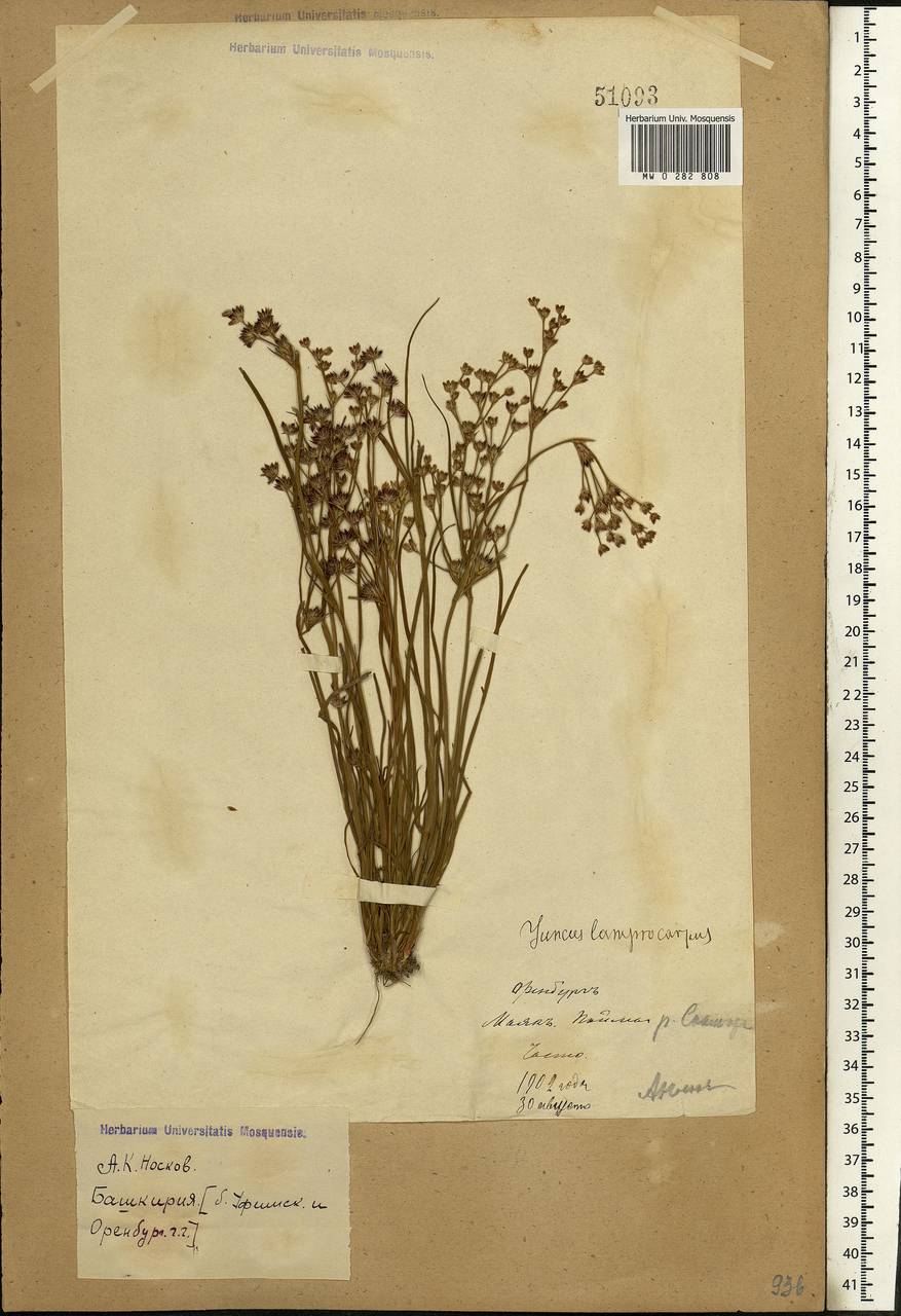 Juncus articulatus L., Eastern Europe, Eastern region (E10) (Russia)