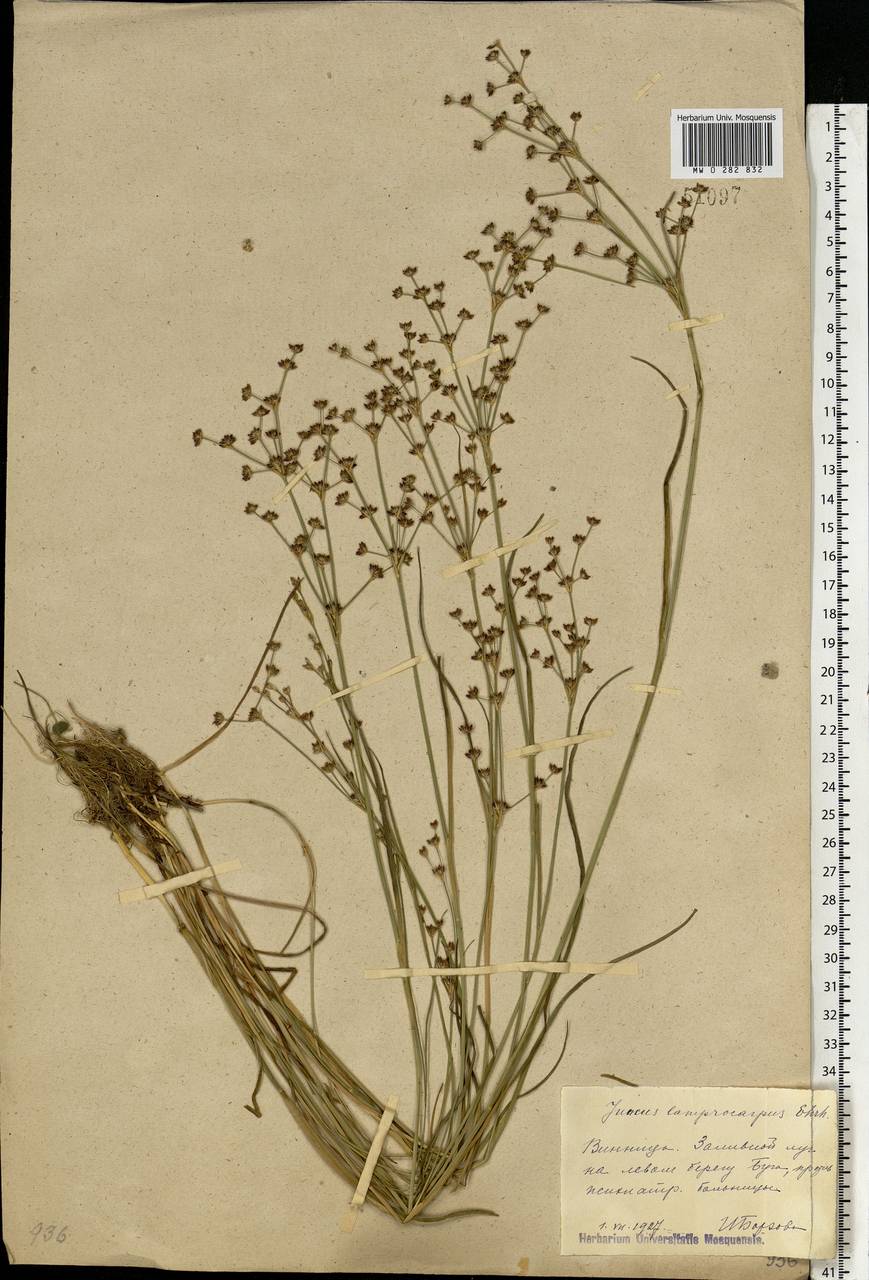 Juncus articulatus L., Eastern Europe, South Ukrainian region (E12) (Ukraine)