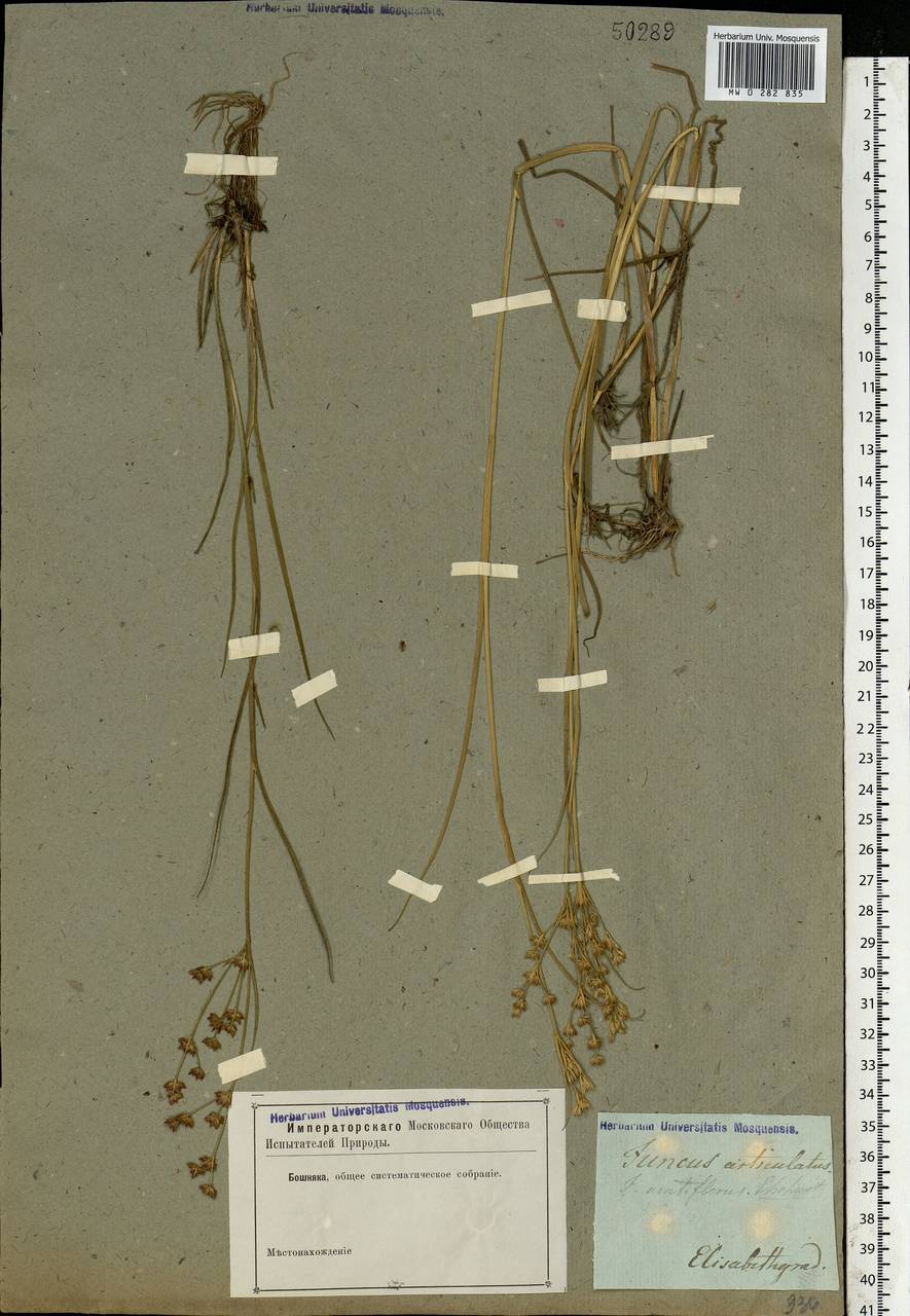 Juncus articulatus L., Eastern Europe, South Ukrainian region (E12) (Ukraine)