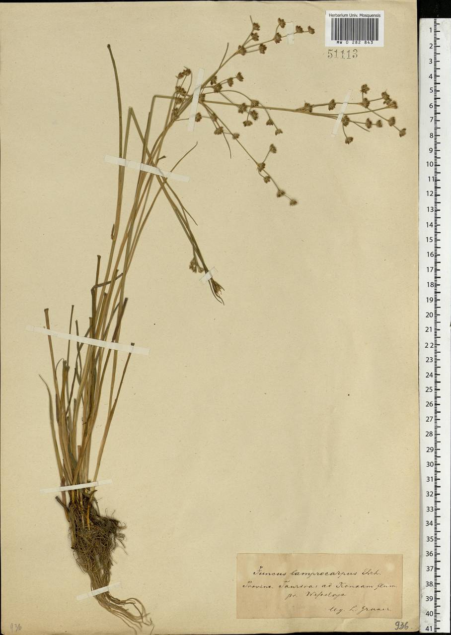 Juncus articulatus L., Eastern Europe, South Ukrainian region (E12) (Ukraine)