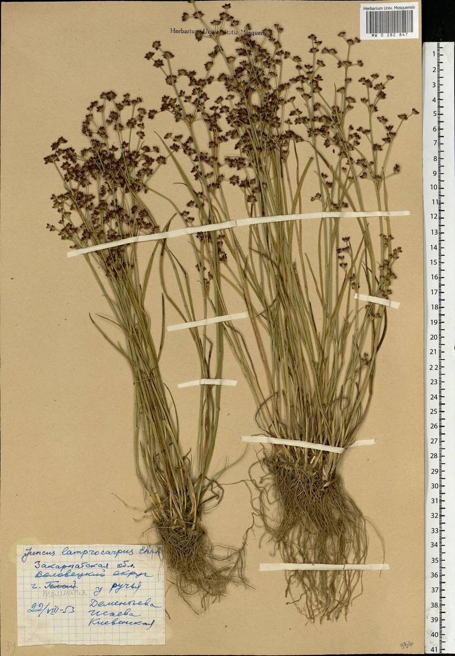 Juncus articulatus L., Eastern Europe, West Ukrainian region (E13) (Ukraine)