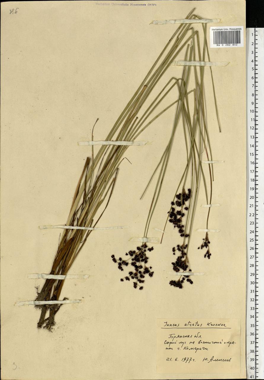 Juncus atratus Krock., Eastern Europe, Western region (E3) (Russia)