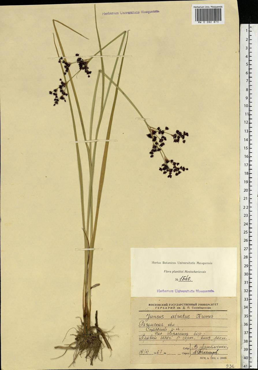 Juncus atratus Krock., Eastern Europe, Central region (E4) (Russia)