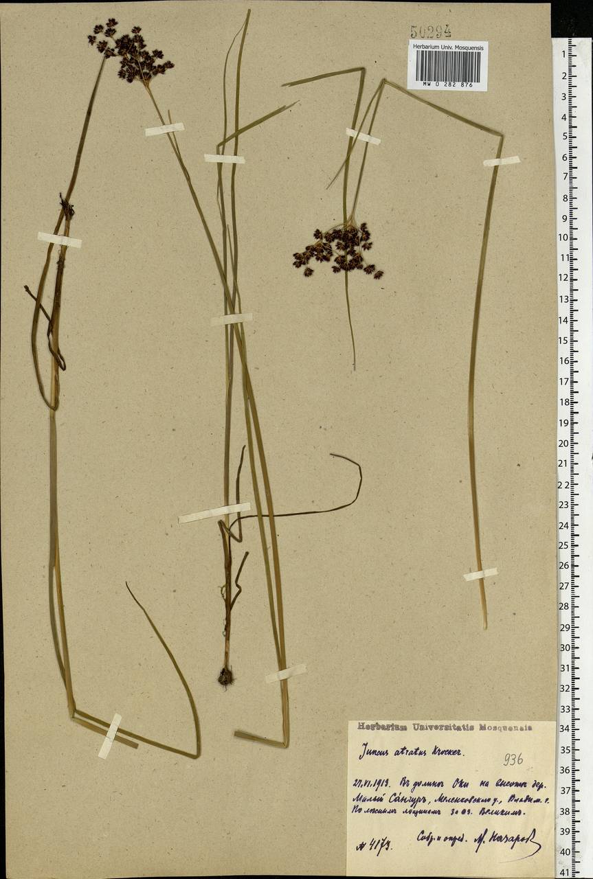 Juncus atratus Krock., Eastern Europe, Central region (E4) (Russia)