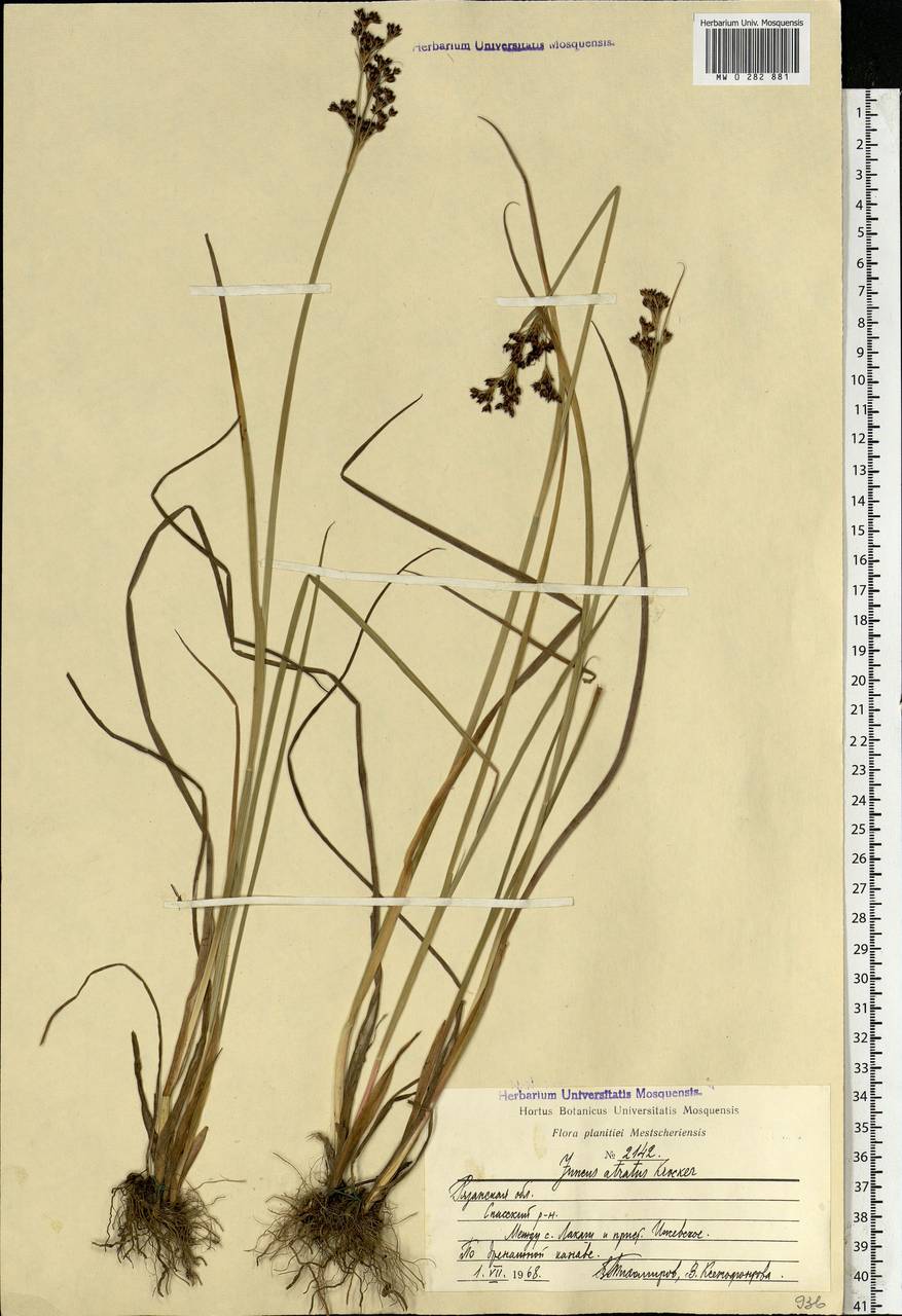 Juncus atratus Krock., Eastern Europe, Central region (E4) (Russia)
