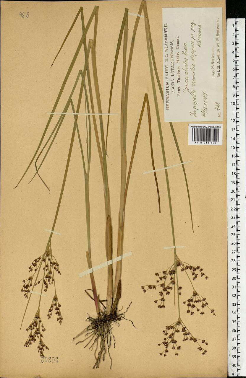 Juncus atratus Krock., Eastern Europe, Central forest-and-steppe region (E6) (Russia)