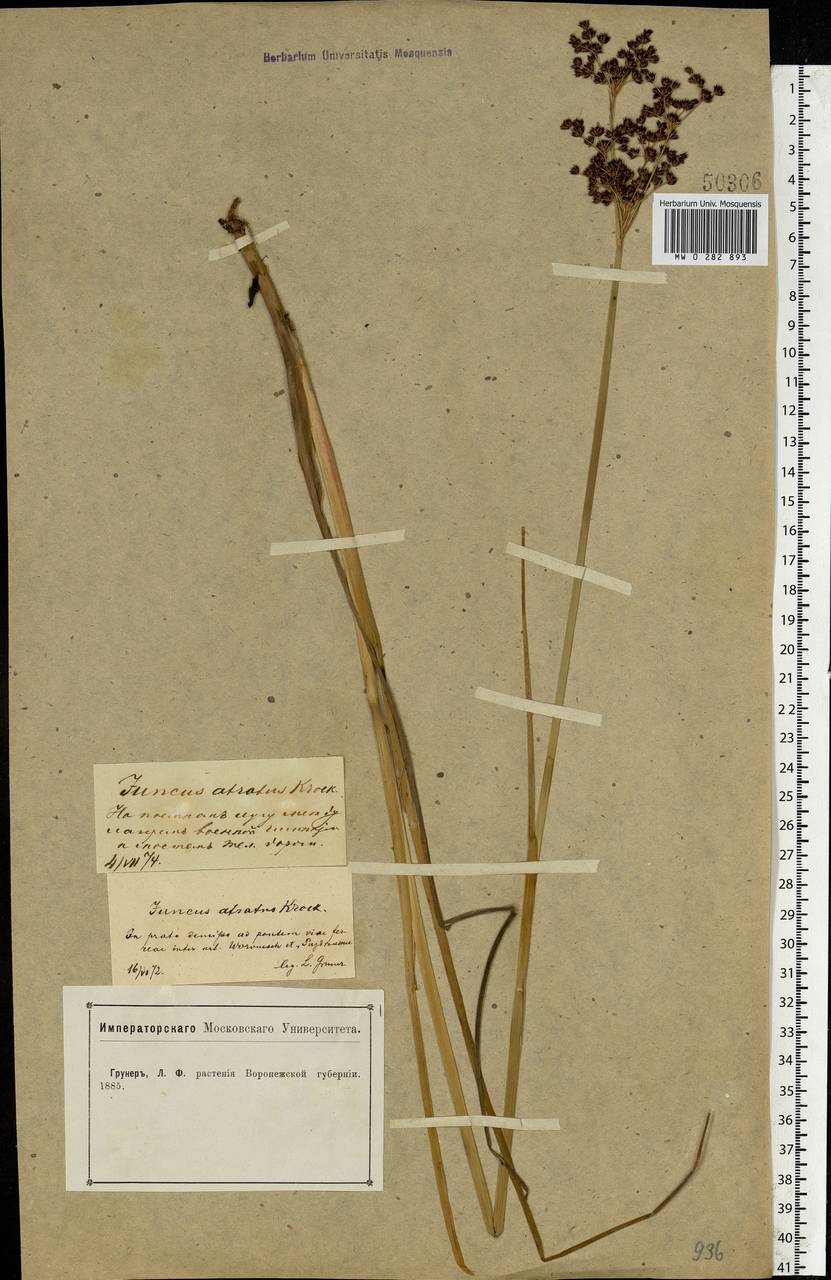 Juncus atratus Krock., Eastern Europe, Central forest-and-steppe region (E6) (Russia)