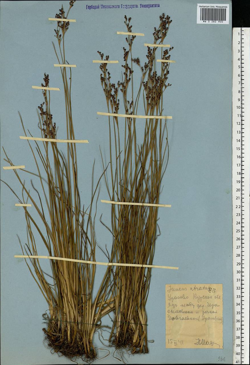 Juncus atratus Krock., Eastern Europe, Central forest-and-steppe region (E6) (Russia)
