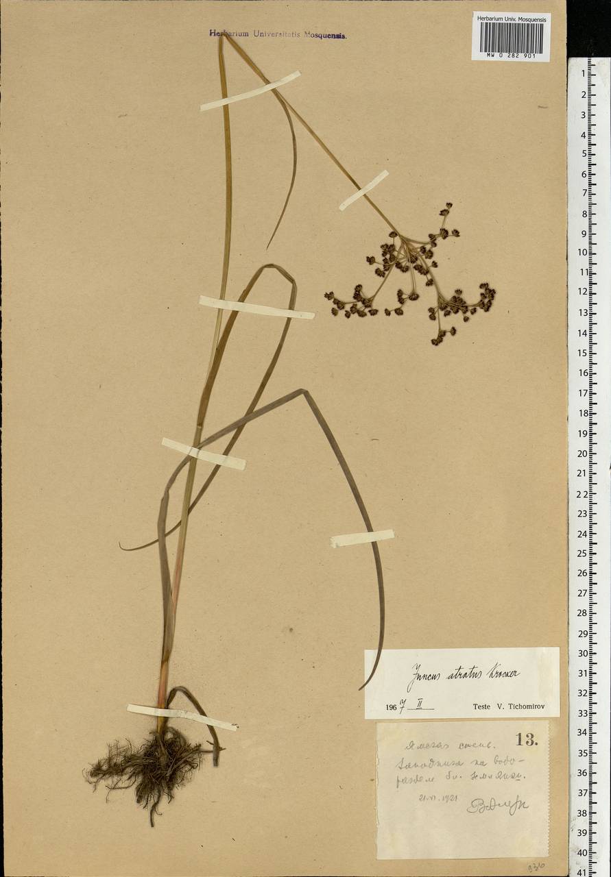 Juncus atratus Krock., Eastern Europe, Central forest-and-steppe region (E6) (Russia)