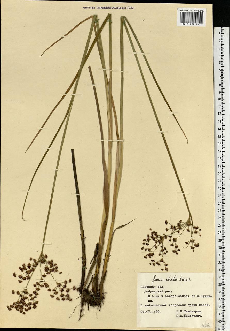 Juncus atratus Krock., Eastern Europe, Central forest-and-steppe region (E6) (Russia)