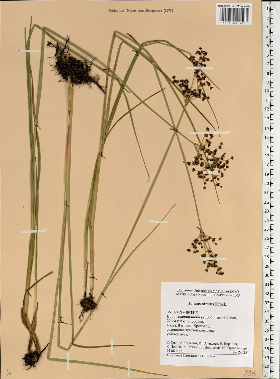 Juncus atratus Krock., Eastern Europe, Central forest-and-steppe region (E6) (Russia)