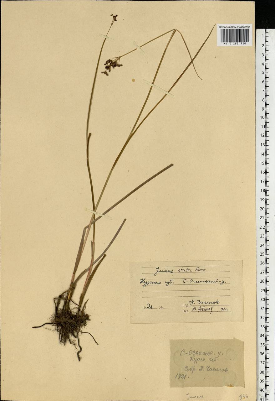 Juncus atratus Krock., Eastern Europe, Central forest-and-steppe region (E6) (Russia)