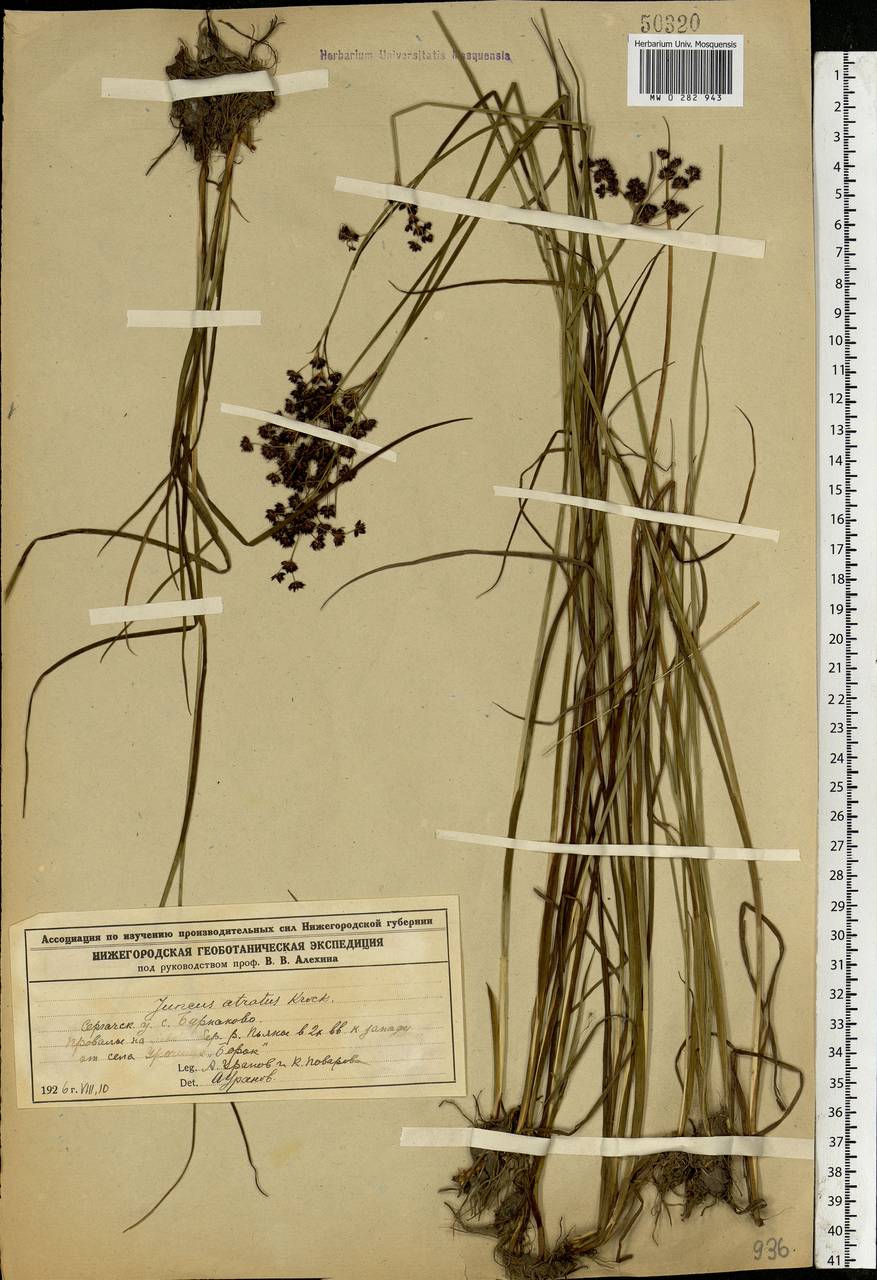 Juncus atratus Krock., Eastern Europe, Volga-Kama region (E7) (Russia)