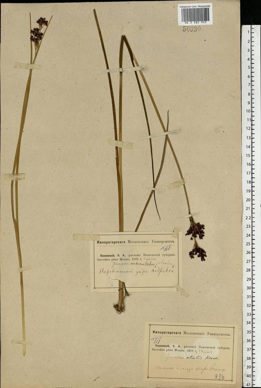Juncus atratus Krock., Eastern Europe, Middle Volga region (E8) (Russia)