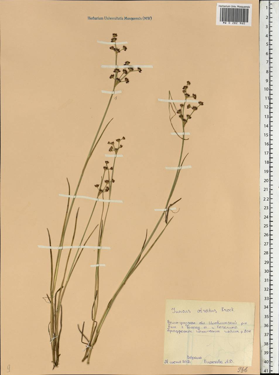 Juncus atratus Krock., Eastern Europe, Lower Volga region (E9) (Russia)