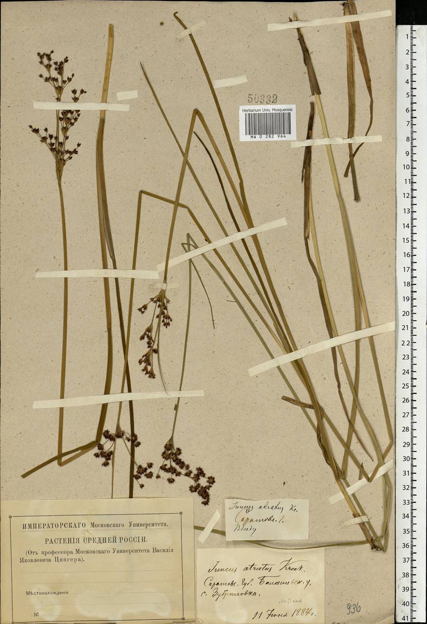 Juncus atratus Krock., Eastern Europe, Lower Volga region (E9) (Russia)