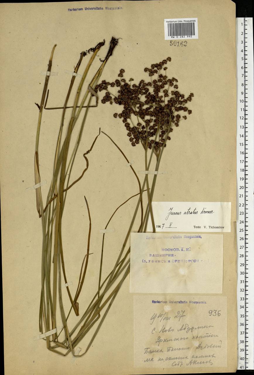 Juncus atratus Krock., Eastern Europe, Eastern region (E10) (Russia)