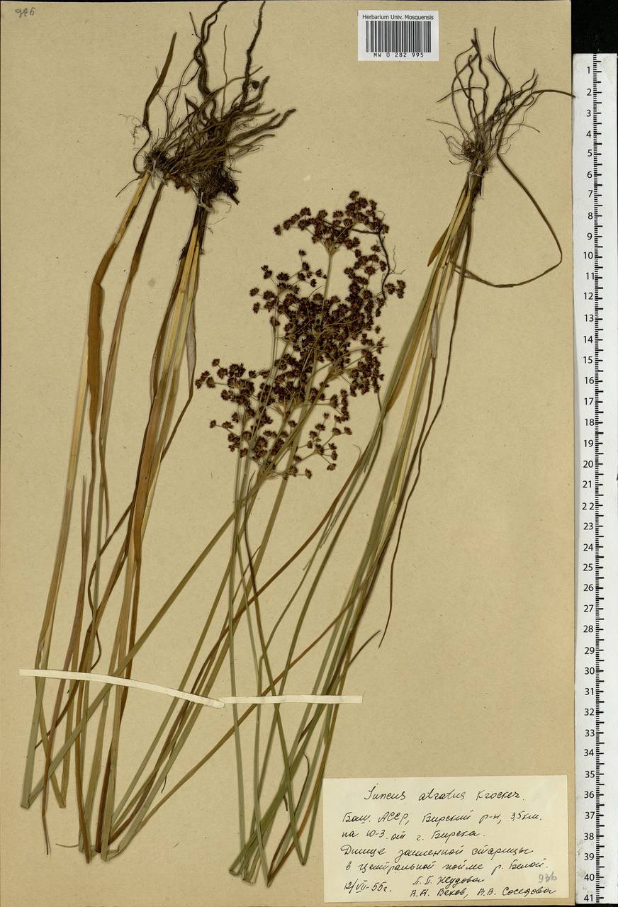 Juncus atratus Krock., Eastern Europe, Eastern region (E10) (Russia)