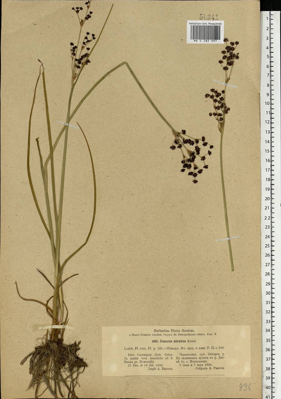 Juncus atratus Krock., Eastern Europe, North Ukrainian region (E11) (Ukraine)