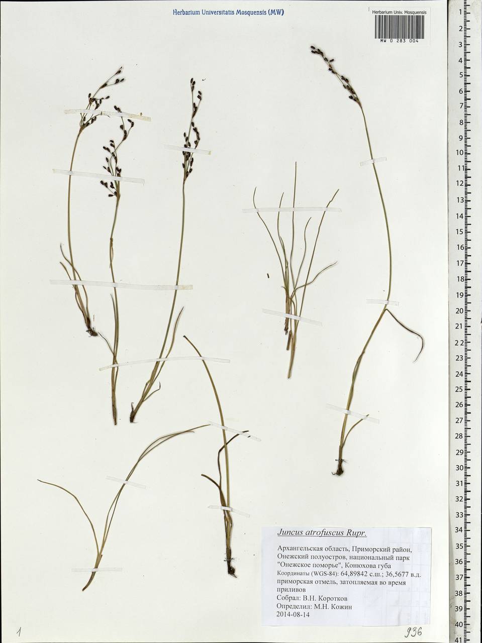 Juncus gerardi subsp. atrofuscus (Rupr.) Printz, Eastern Europe, Northern region (E1) (Russia)