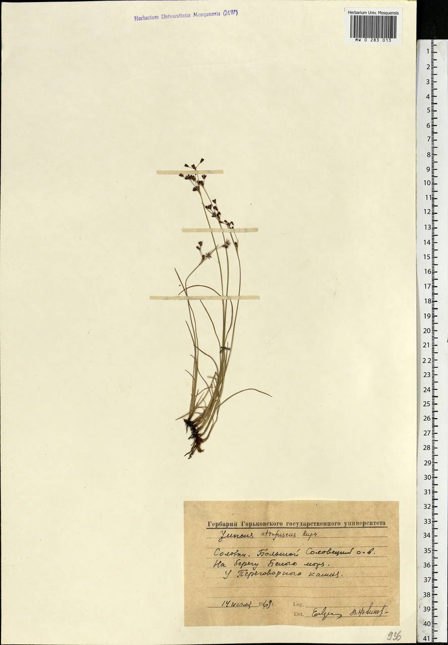Juncus gerardi subsp. atrofuscus (Rupr.) Printz, Eastern Europe, Northern region (E1) (Russia)