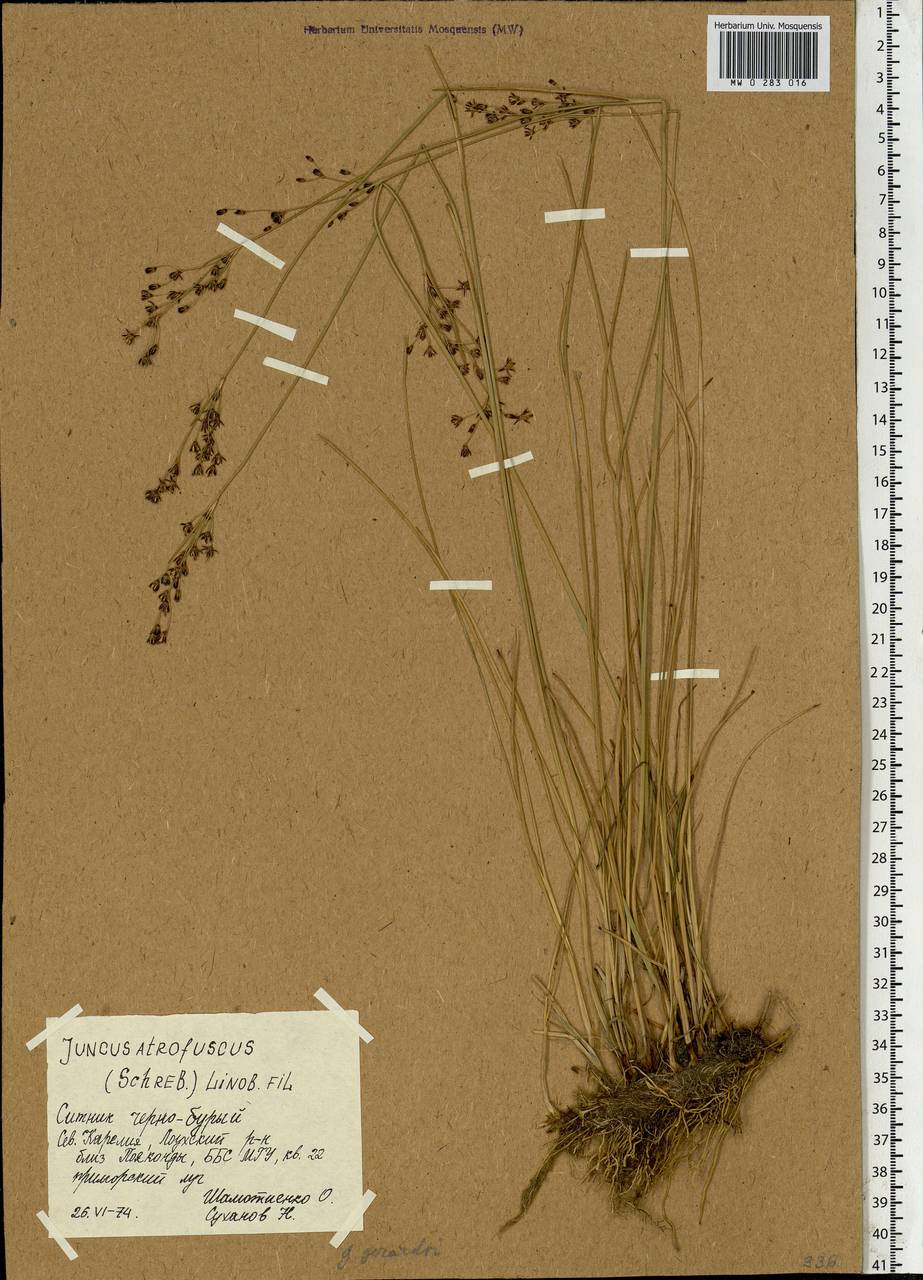 Juncus gerardi subsp. atrofuscus (Rupr.) Printz, Eastern Europe, Northern region (E1) (Russia)