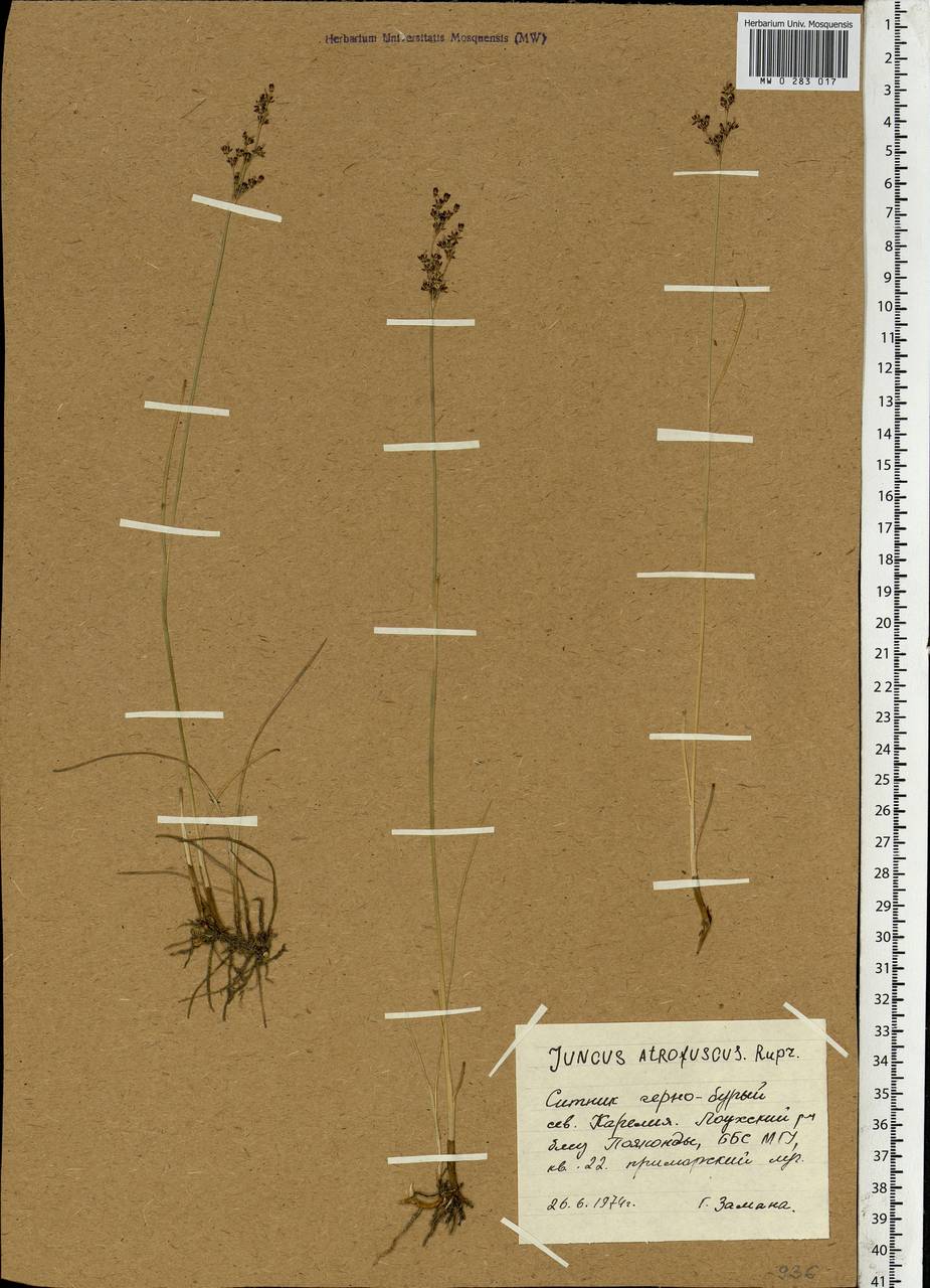 Juncus gerardi subsp. atrofuscus (Rupr.) Printz, Eastern Europe, Northern region (E1) (Russia)