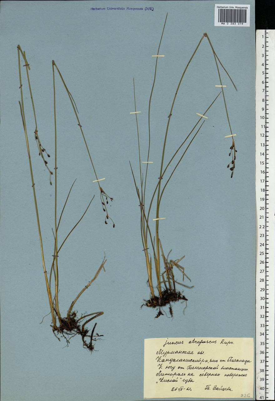 Juncus gerardi subsp. atrofuscus (Rupr.) Printz, Eastern Europe, Northern region (E1) (Russia)