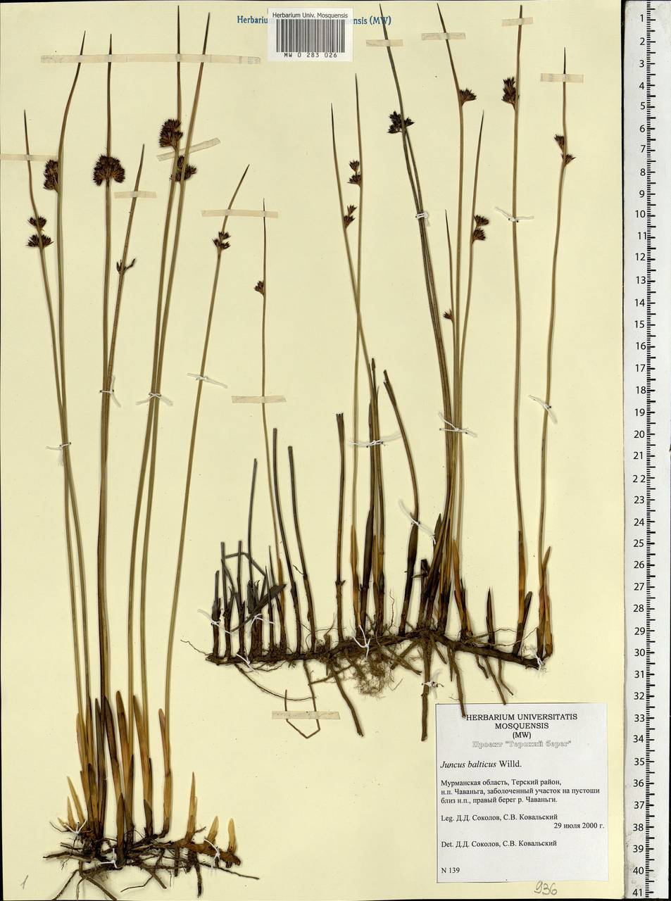Juncus balticus Willd., Eastern Europe, Northern region (E1) (Russia)