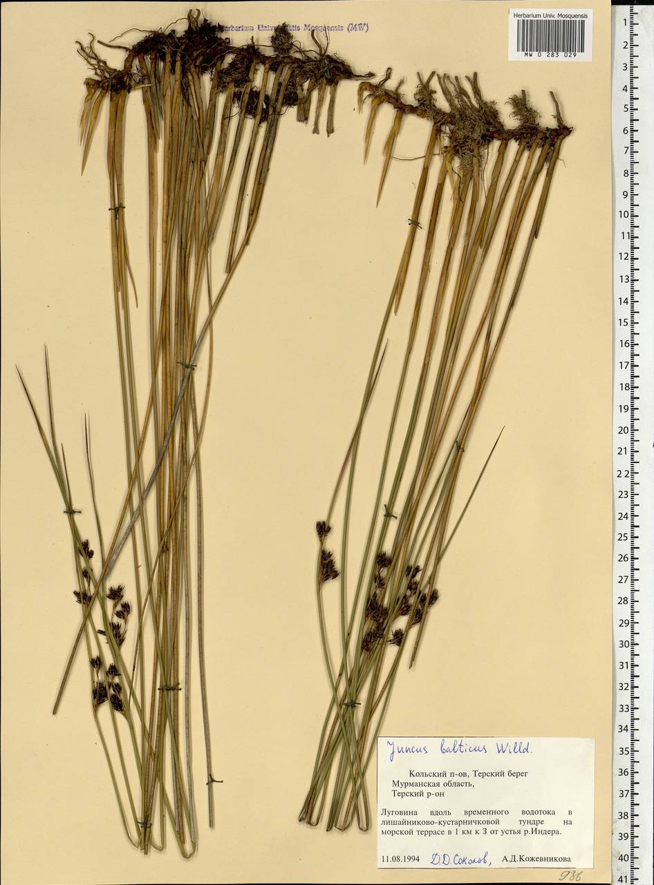 Juncus balticus Willd., Eastern Europe, Northern region (E1) (Russia)