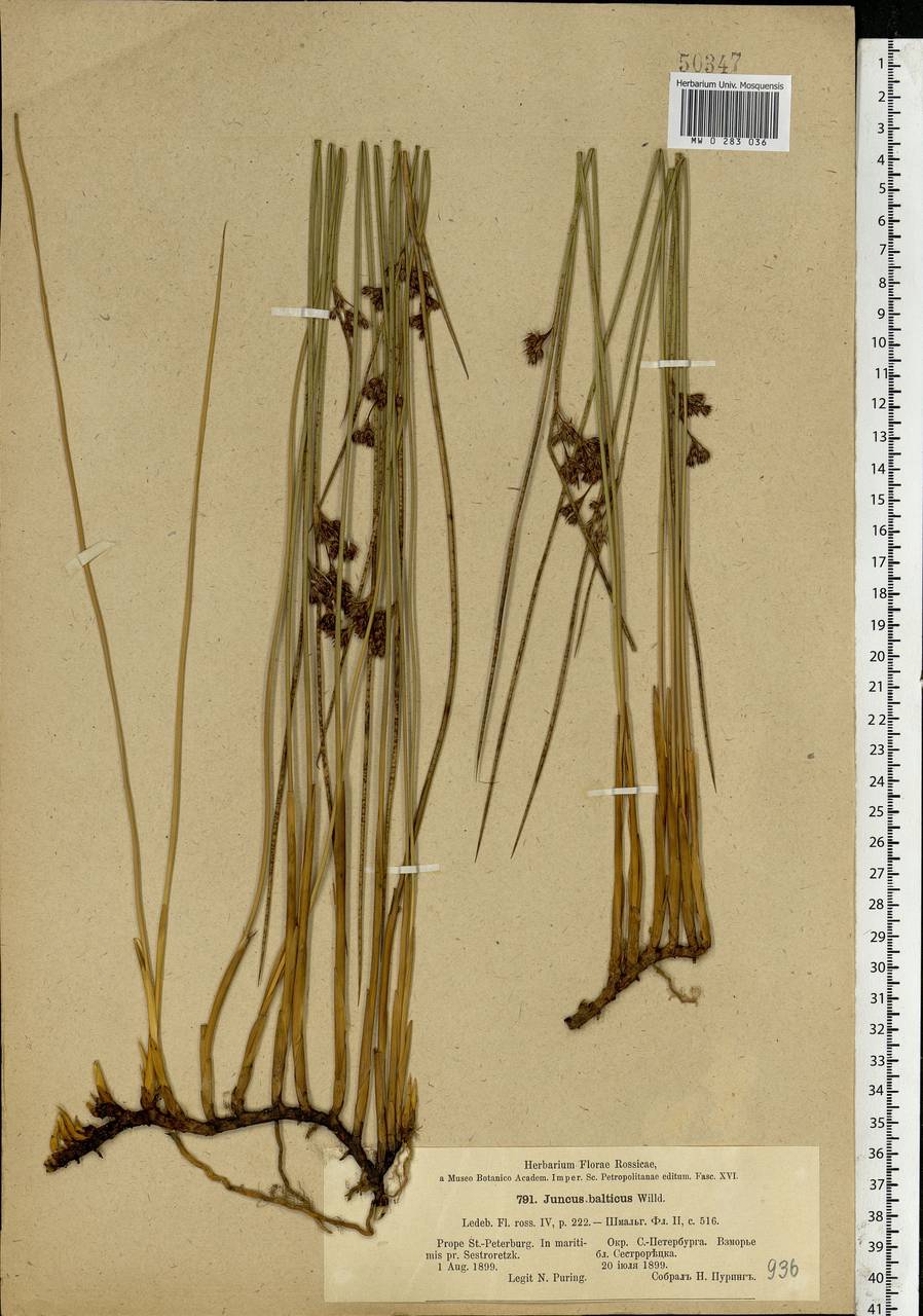 Juncus balticus Willd., Eastern Europe, North-Western region (E2) (Russia)