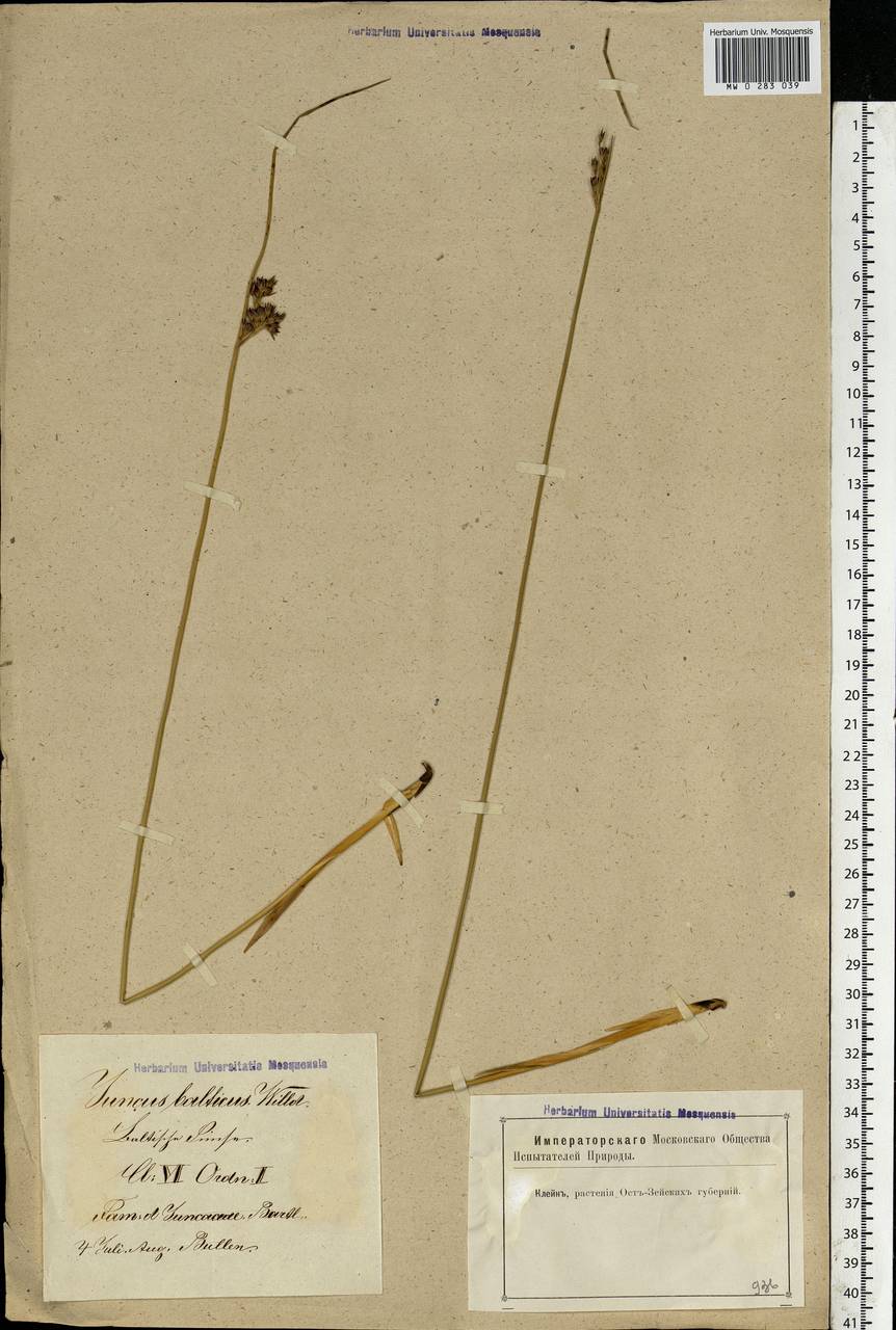 Juncus balticus Willd., Eastern Europe, Latvia (E2b) (Latvia)