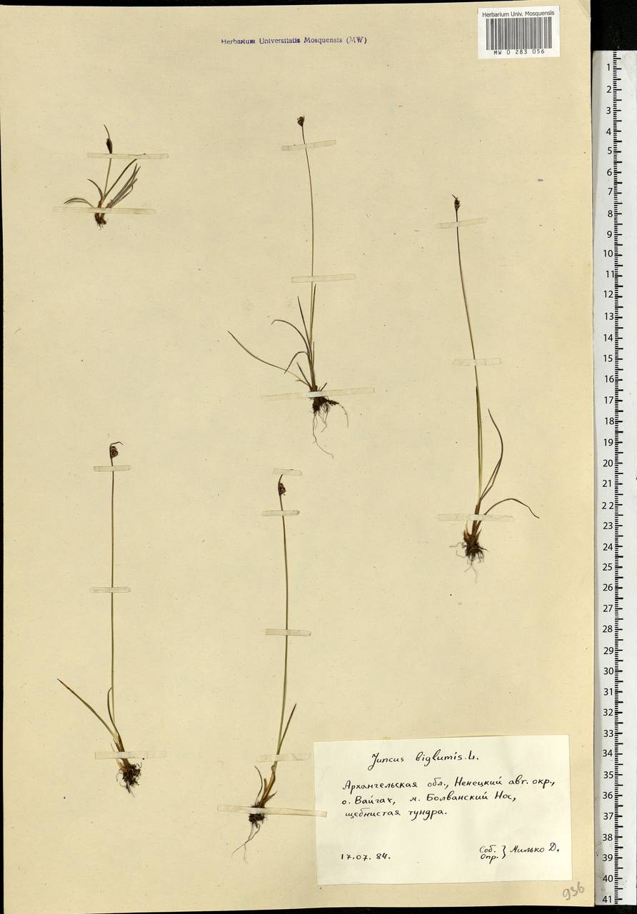 Juncus biglumis L., Eastern Europe, Northern region (E1) (Russia)