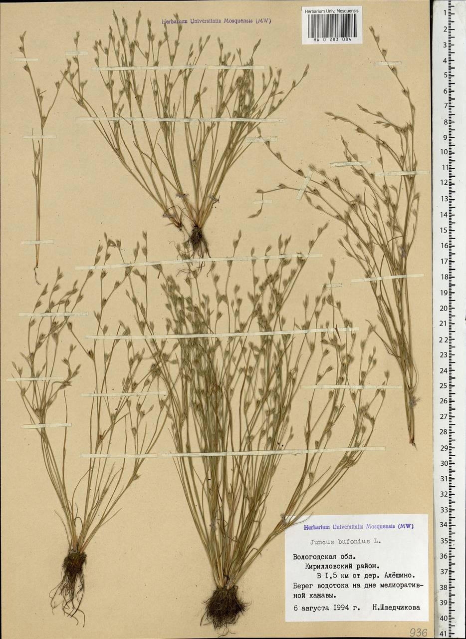 Juncus bufonius L., Eastern Europe, Northern region (E1) (Russia)