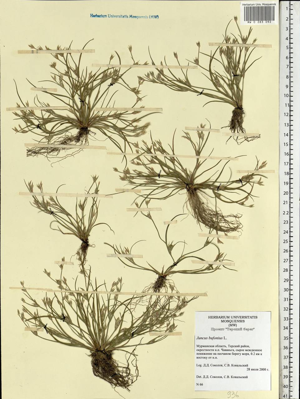 Juncus bufonius L., Eastern Europe, Northern region (E1) (Russia)