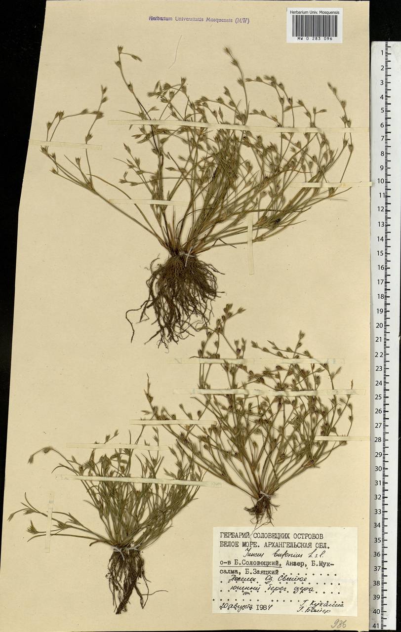 Juncus bufonius L., Eastern Europe, Northern region (E1) (Russia)
