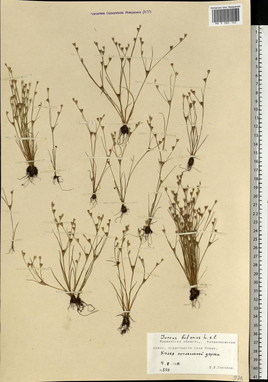 Juncus bufonius L., Eastern Europe, Northern region (E1) (Russia)