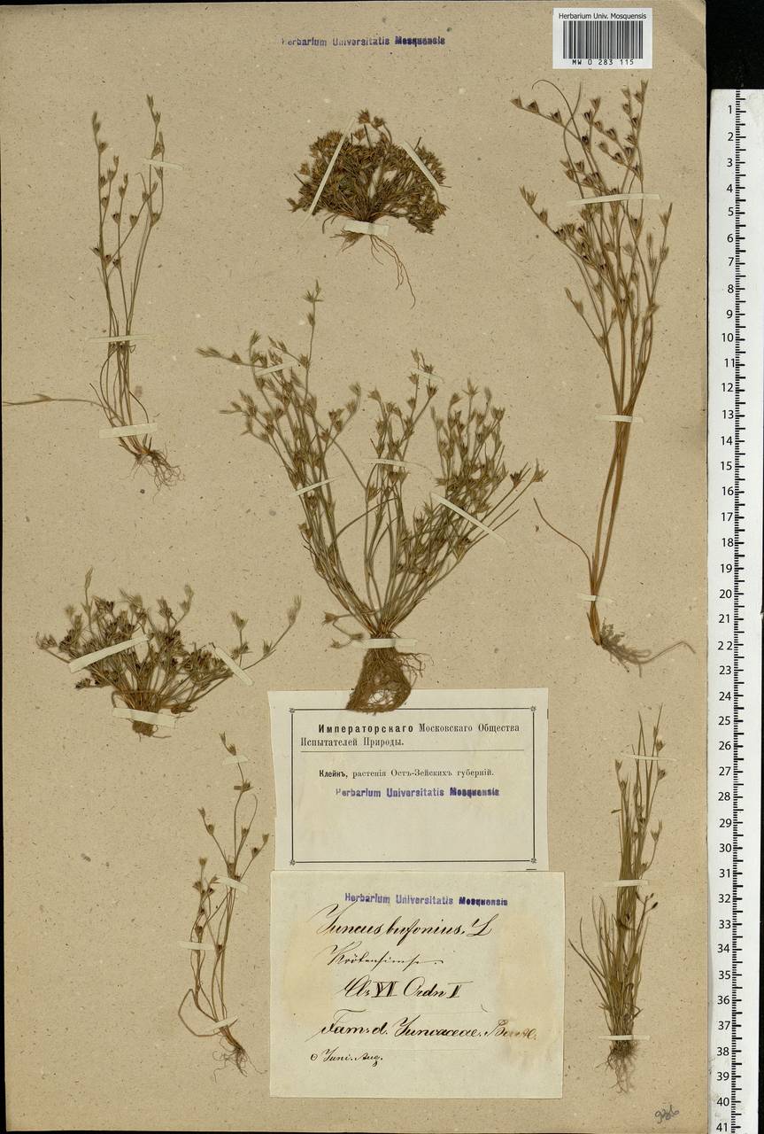 Juncus bufonius L., Eastern Europe, Latvia (E2b) (Latvia)