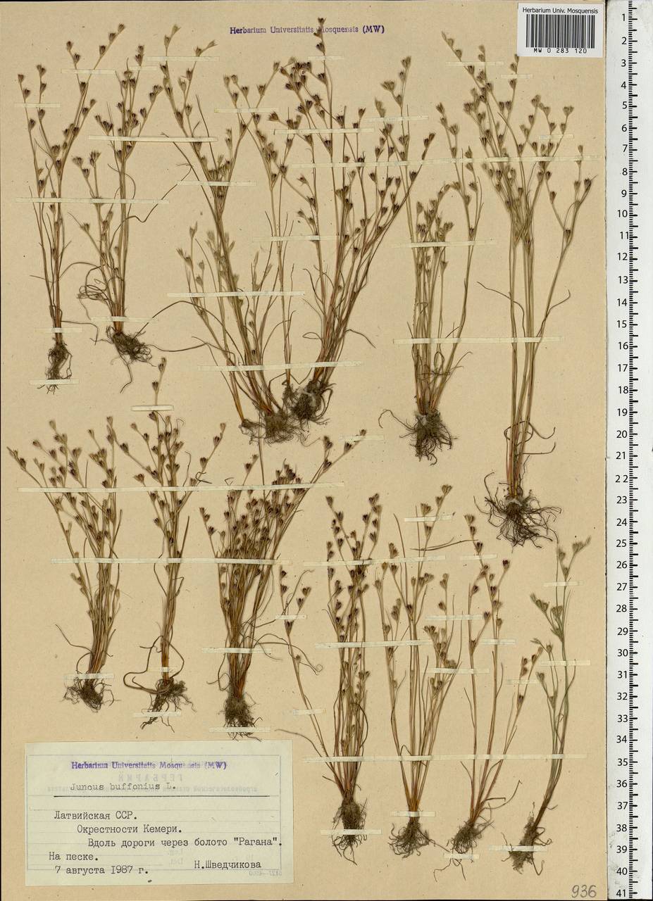 Juncus bufonius L., Eastern Europe, Latvia (E2b) (Latvia)