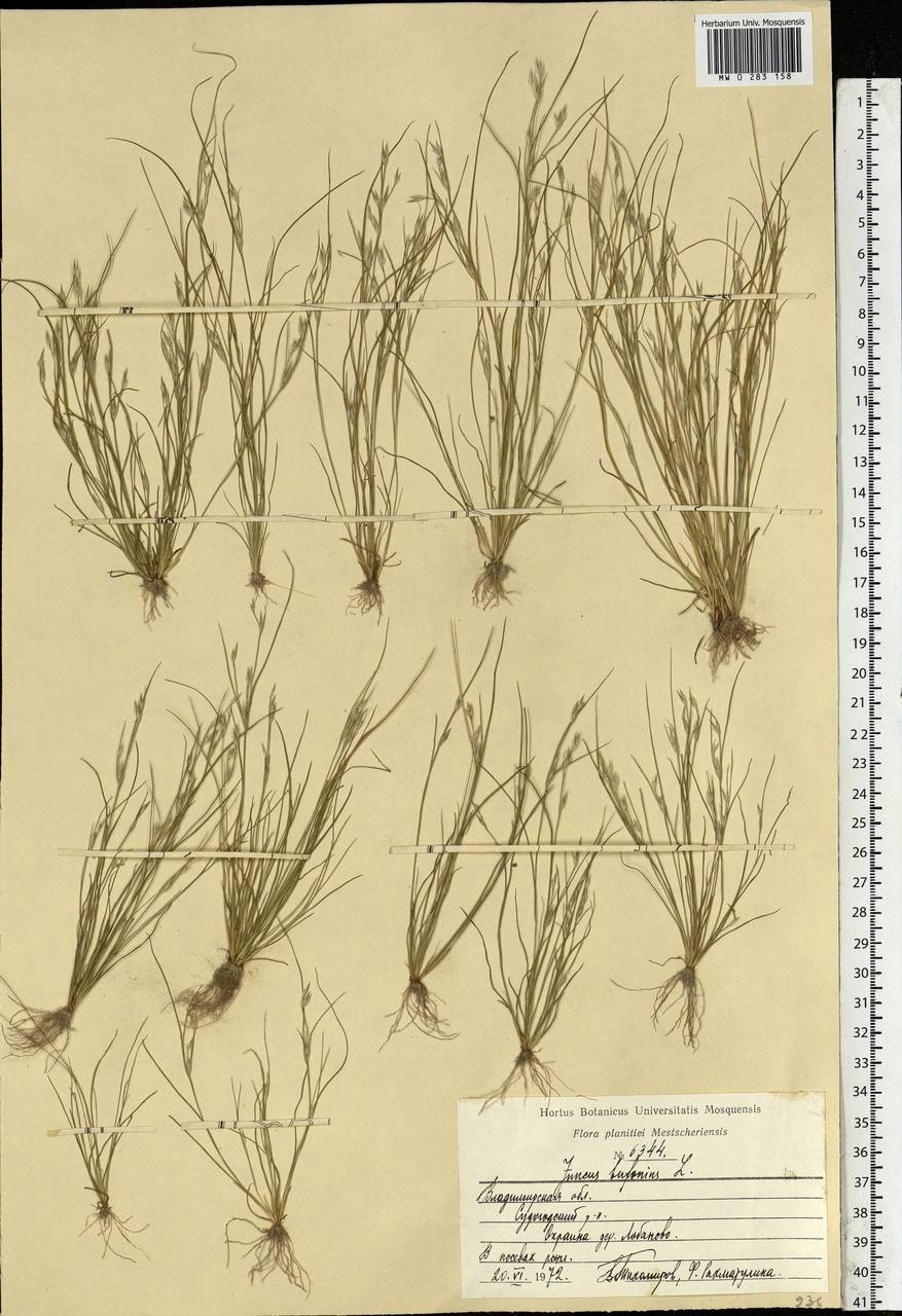 Juncus bufonius L., Eastern Europe, Central region (E4) (Russia)