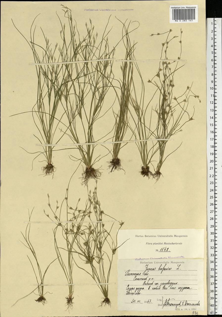 Juncus bufonius L., Eastern Europe, Central region (E4) (Russia)