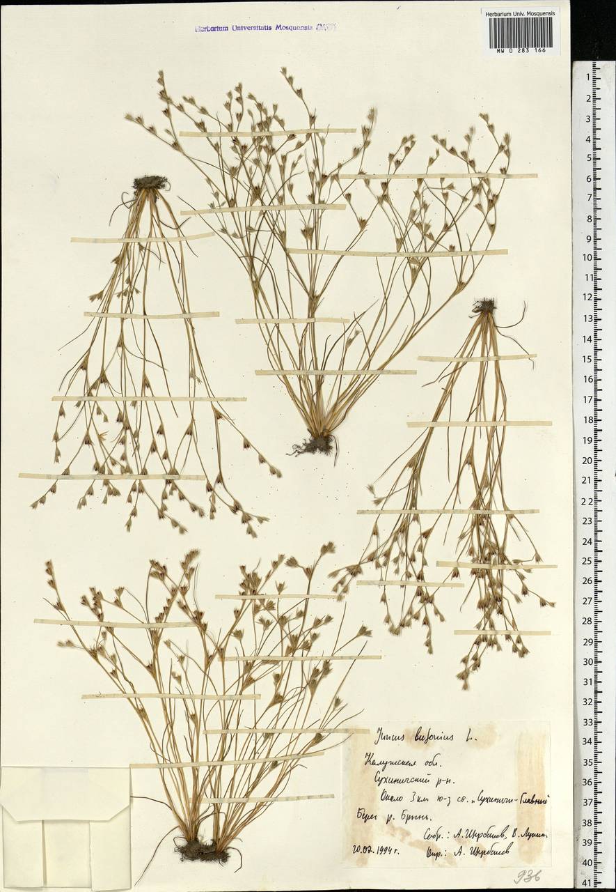 Juncus bufonius L., Eastern Europe, Central region (E4) (Russia)
