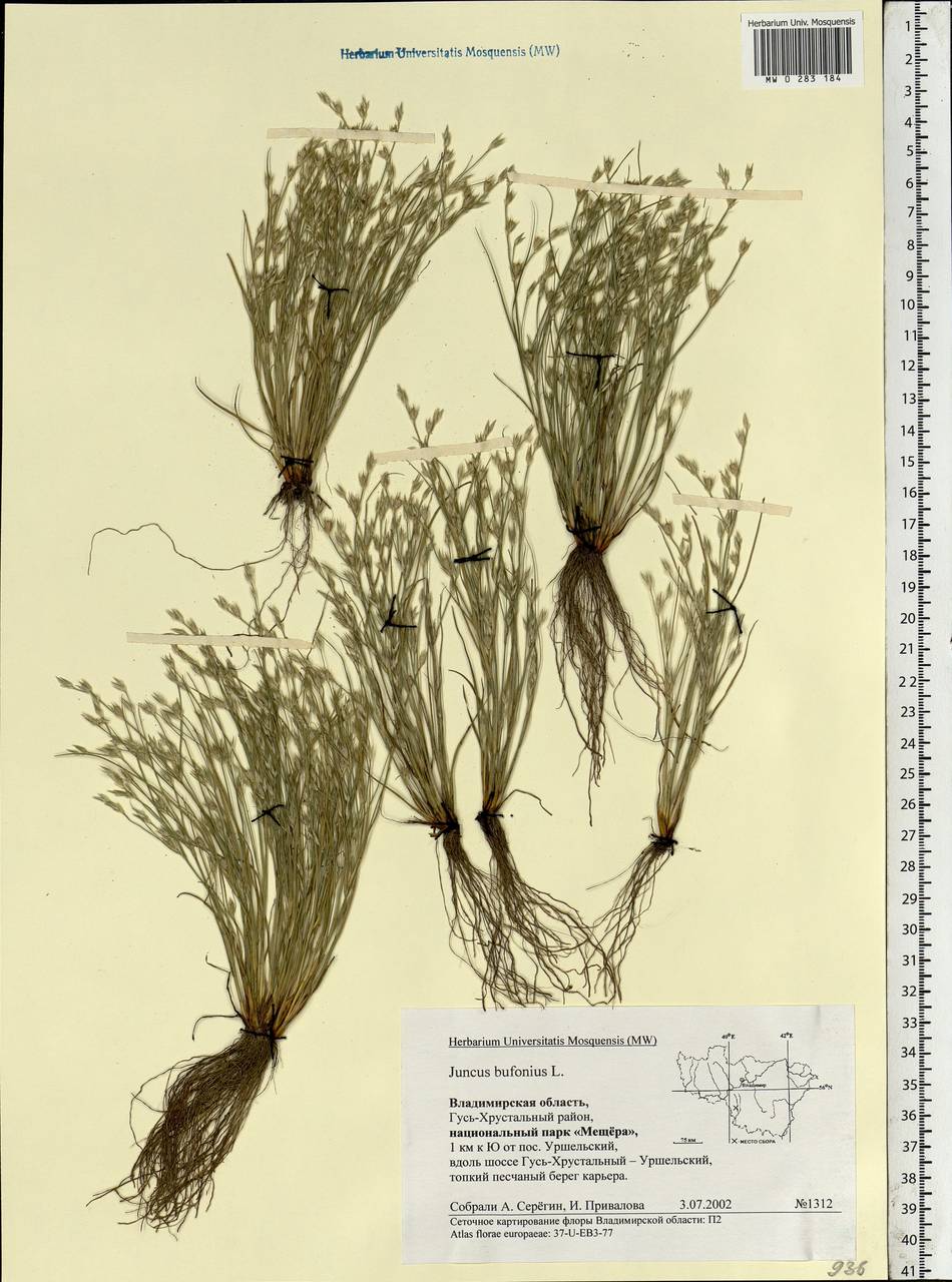 Juncus bufonius L., Eastern Europe, Central region (E4) (Russia)