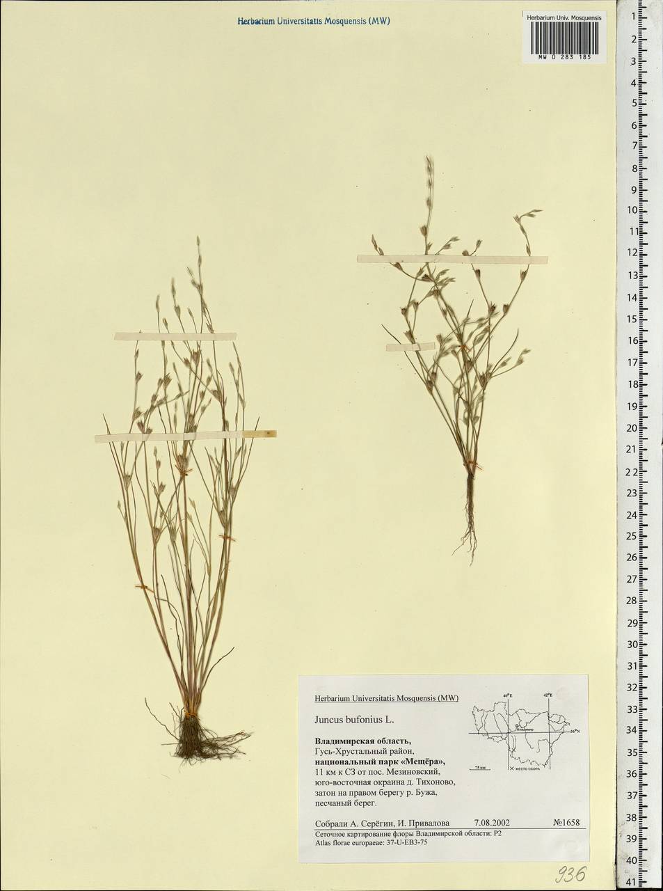 Juncus bufonius L., Eastern Europe, Central region (E4) (Russia)