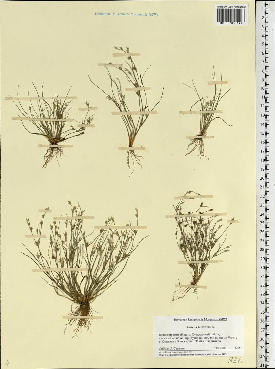 Juncus bufonius L., Eastern Europe, Central region (E4) (Russia)