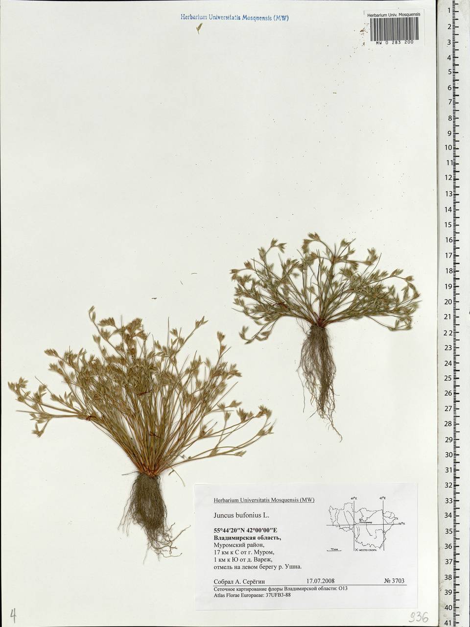 Juncus bufonius L., Eastern Europe, Central region (E4) (Russia)